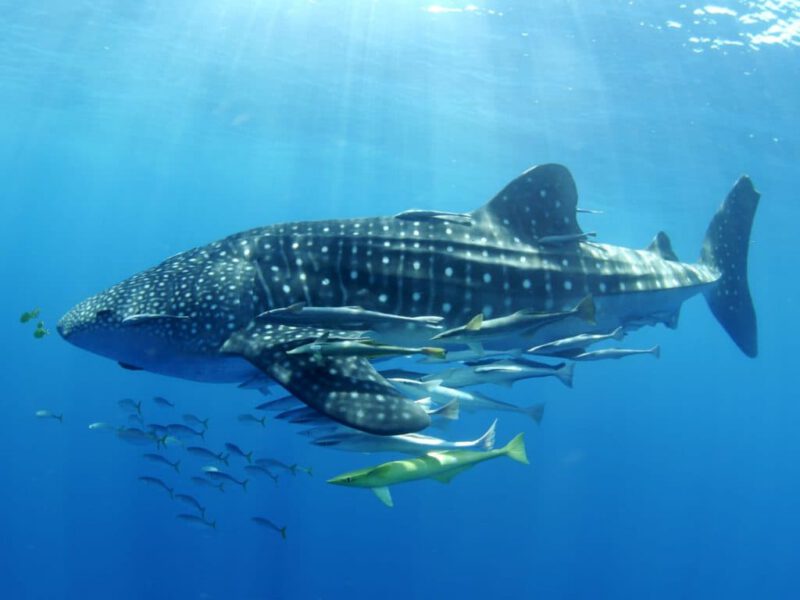 Press release: MWSP unveils new project to empower conservationists to protect the ocean