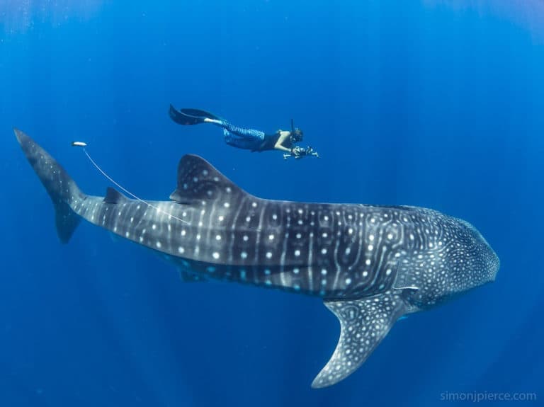 Press Release: our first publication reveals Madagascar is a whale shark feeding hotspot