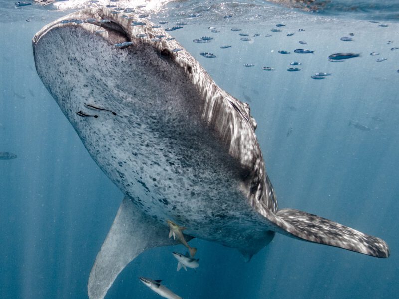 How to photo-identify a whale shark