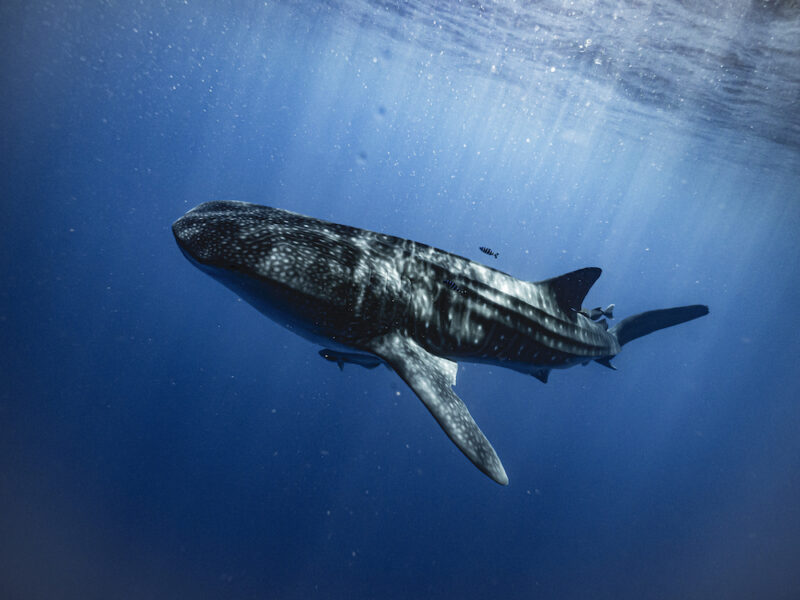 Press release: Madagascar is a global hotspot for whale sharks
