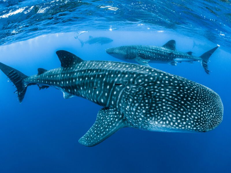 Press release: Shipping poses significant threat to the endangered whale shark