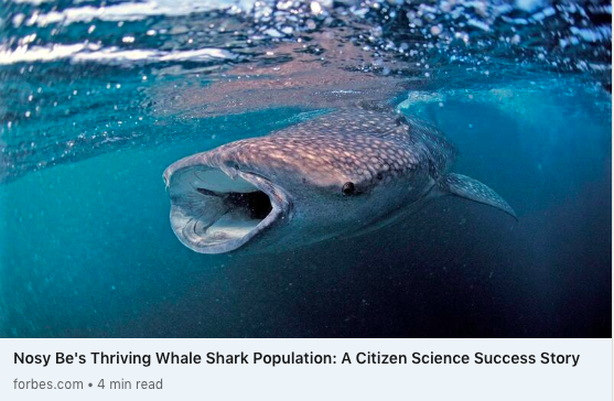 In the media  Madagascar Whale Shark Project — Madagascar Whale