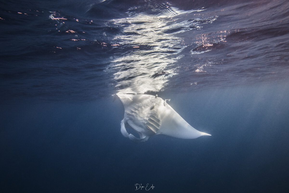 Press release: Nosy Be is a hotspot for endangered ray species