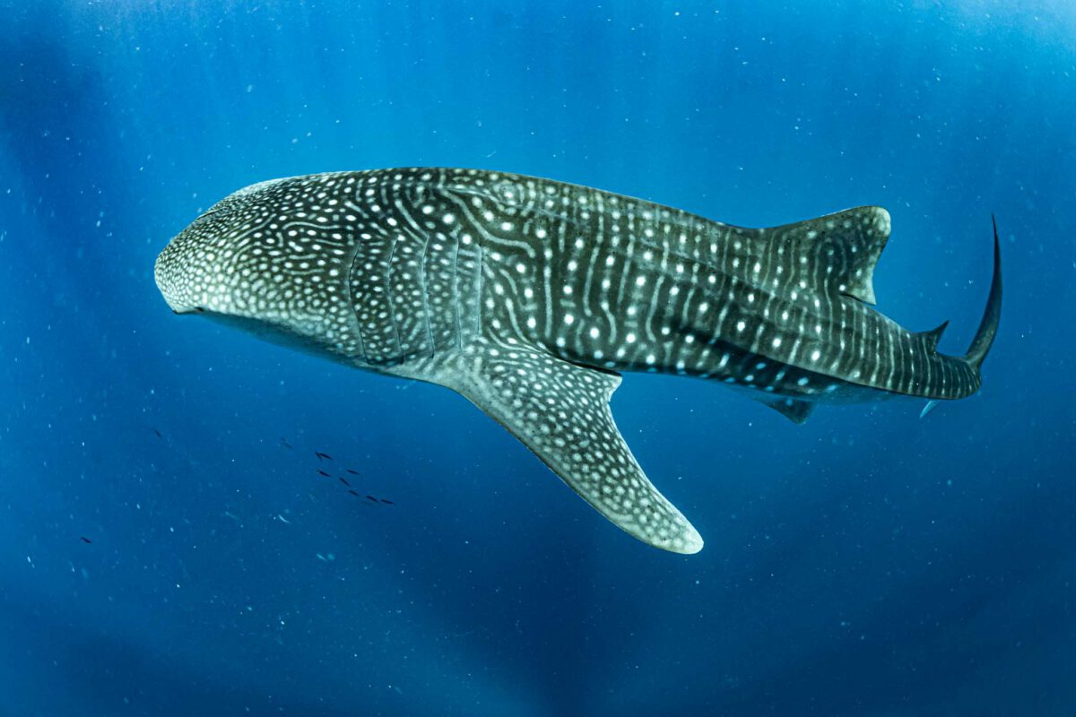 Results from our 7th season