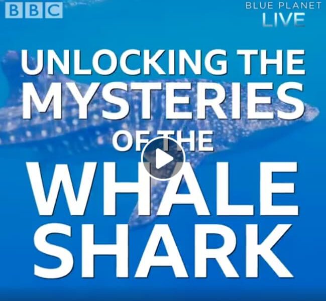 Unlocking The Mysteries Of The Whale Shark