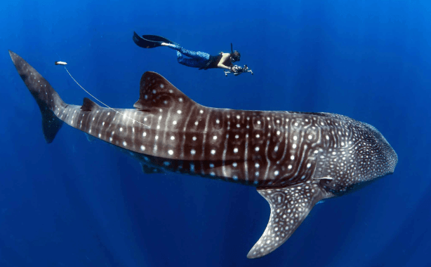 Swimming With Giants in Madagascar