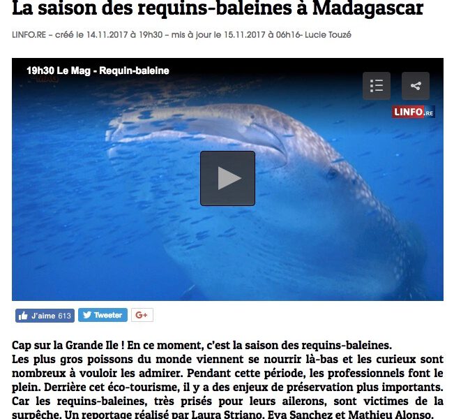 La saison des requins baleine à Madagascar