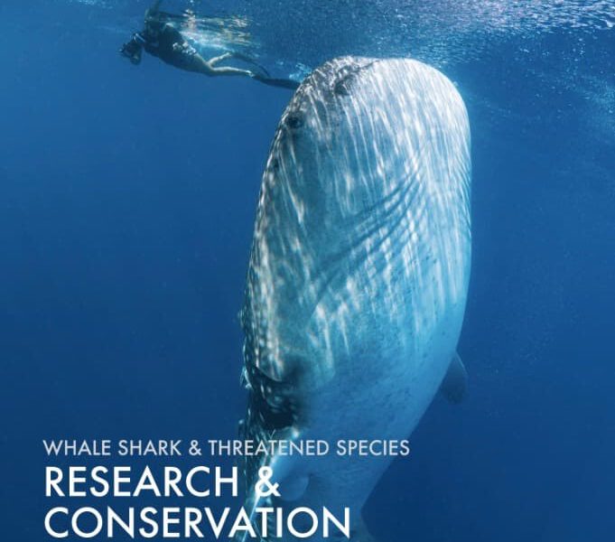 Marine Megafauna Foundation