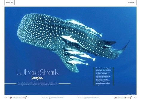 Whale Shark Season