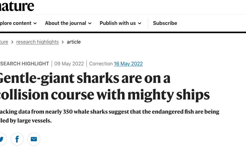 Gentle-giant sharks are on a collision course with mighty ships