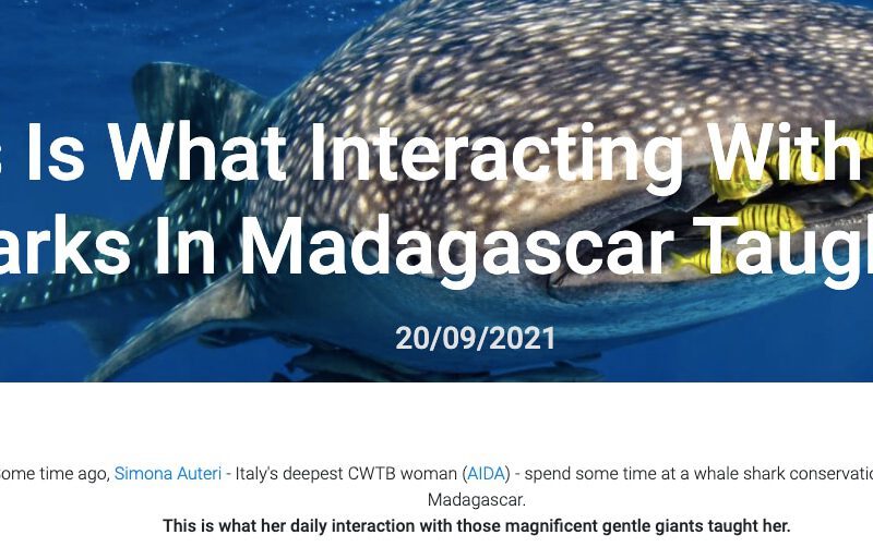This Is What Interacting With Whale Sharks In Madagascar Taught Me