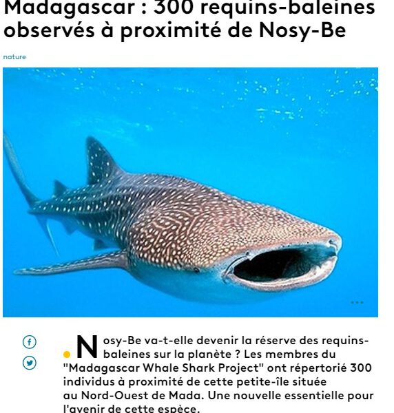 Madagascar : 300 requins-baleines observés à proximité de Nosy-Be