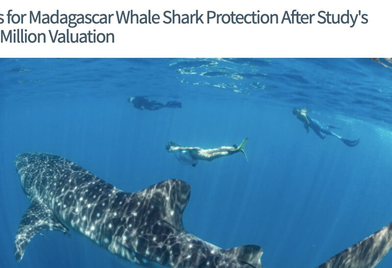 Calls for Madagascar Whale Shark Protection After Study’s $1.5Million Valuation