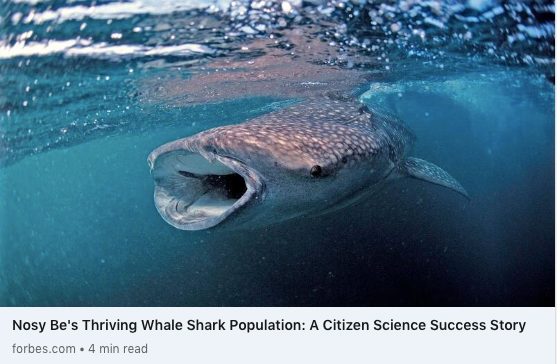 Nosy Be’s Thriving Whale Shark Population: A Citizen Science Success Story