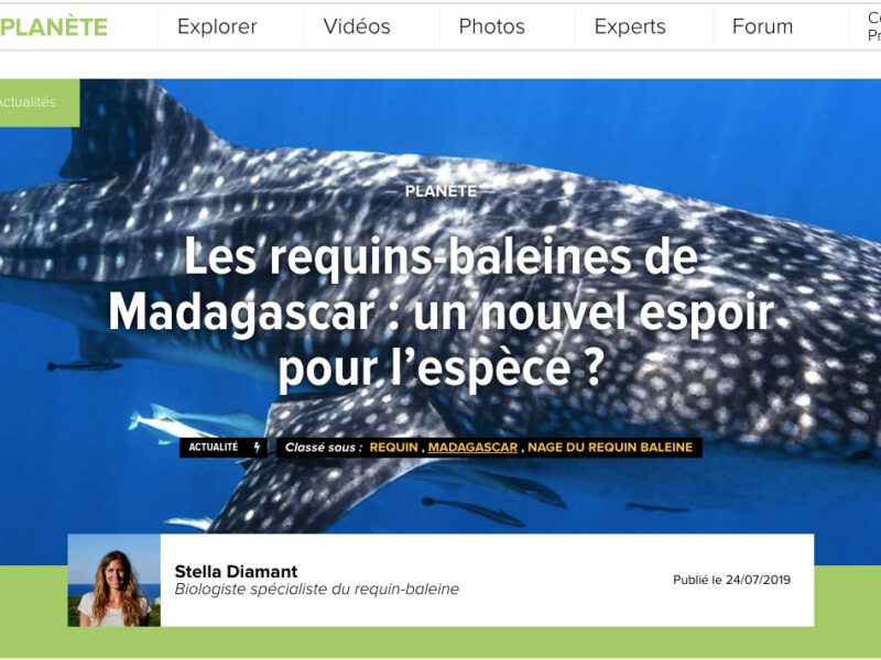 Les requins baleine de Madagascar: un nouvel espoir pour l’espèce ?