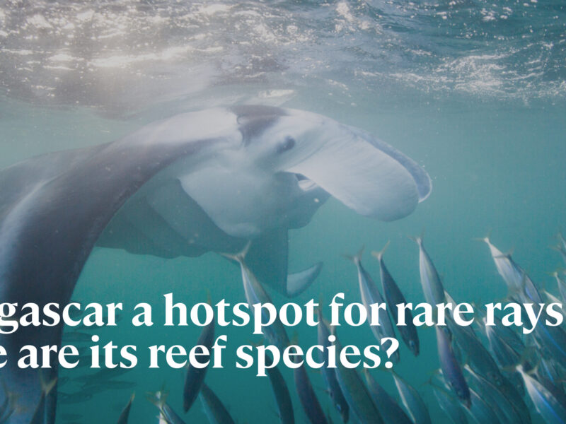 Madagascar a hotspot for rare rays, but where are its reef species?