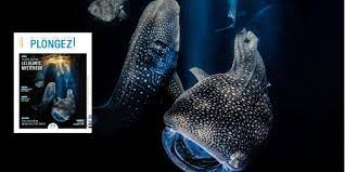 Whale sharks, mysterious giants