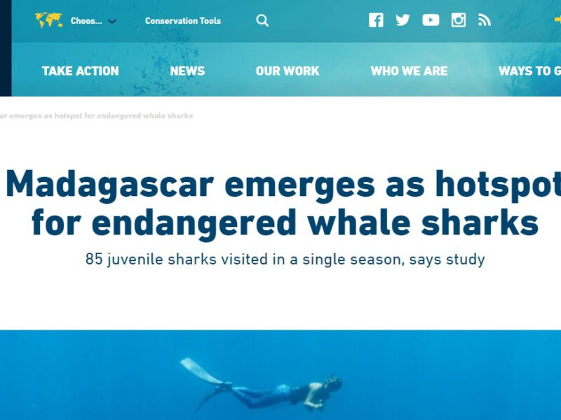 Madagascar emerges as hotspot for endangered whale sharks