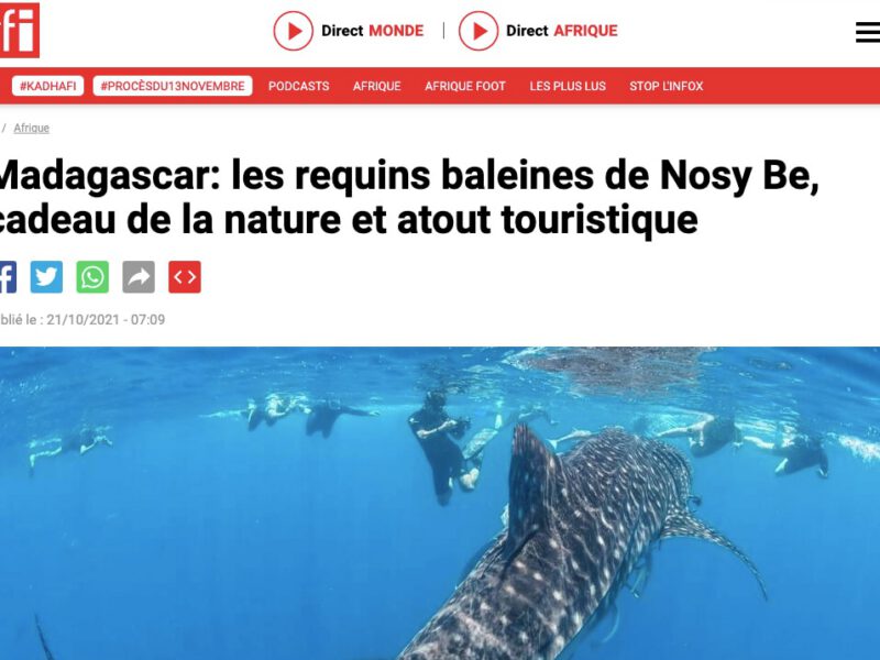 Madagascar: les requins baleines de Nosy Be, cadeau de la nature et atout touristique