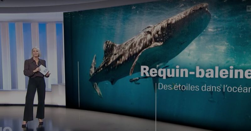 Requin-baleine: des étoiles dans l’océan