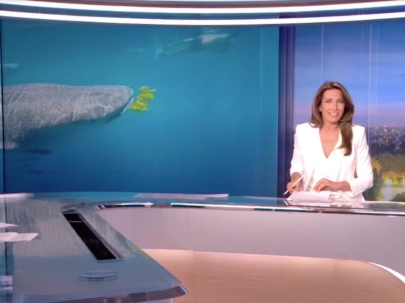 A la rencontre des requins baleine de Madagascar