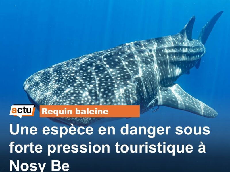 Une espèce en danger sous forte pression touristique