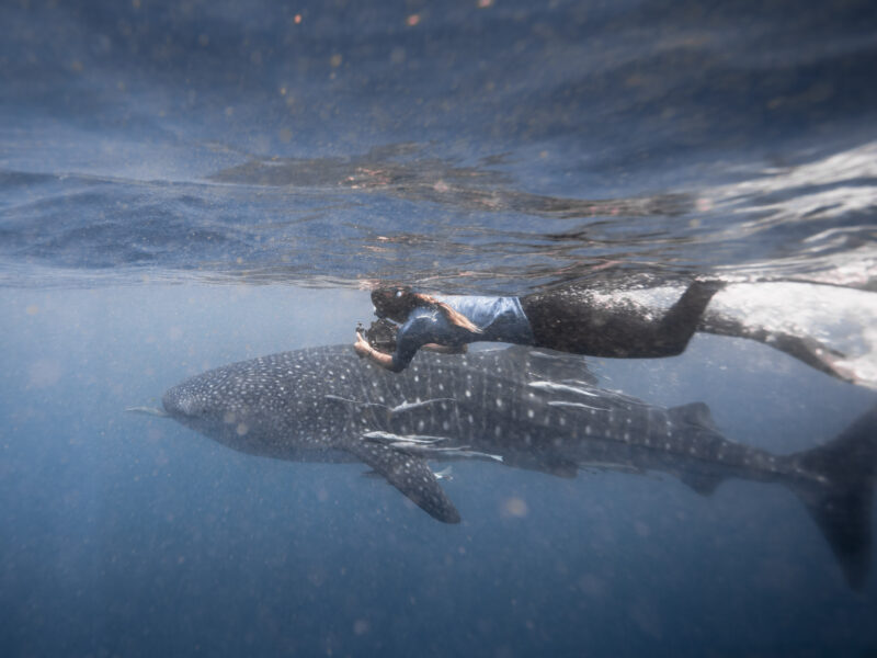 First confirmed whale shark movement between Madagascar and Seychelles revealed