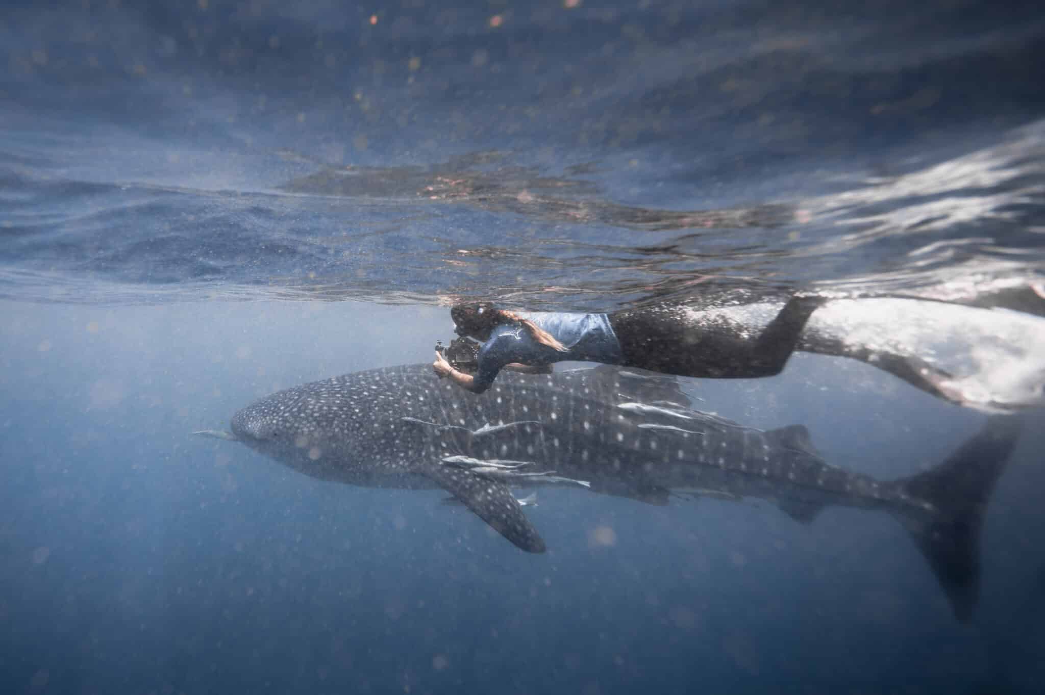 first-confirmed-whale-shark-movement-between-madagascar-and-seychelles