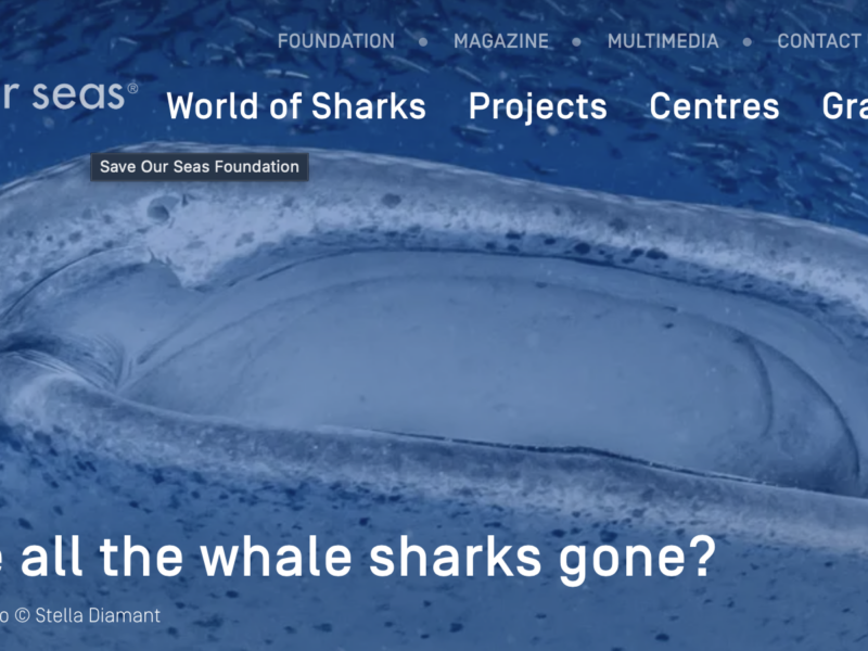 Where have all the whale sharks gone?