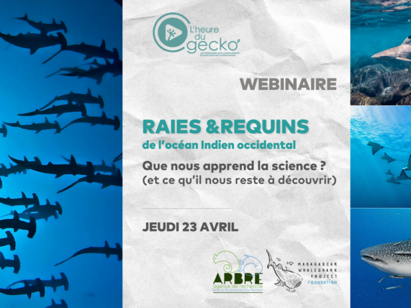 Webinar: Sharks & Rays from the Western Indian Ocean