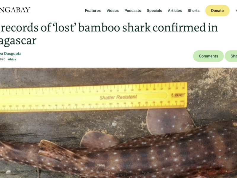 New records of ‘lost’ bamboo shark confirmed in Madagascar